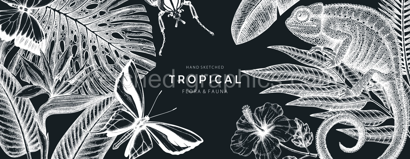 Tropical banner design on chalkboard. Vector frame with hand drawn tropical plants, exotic flowers, palm leaves, insects and chameleon. Vintage wildlife background with tropical plants and animals. Illustration